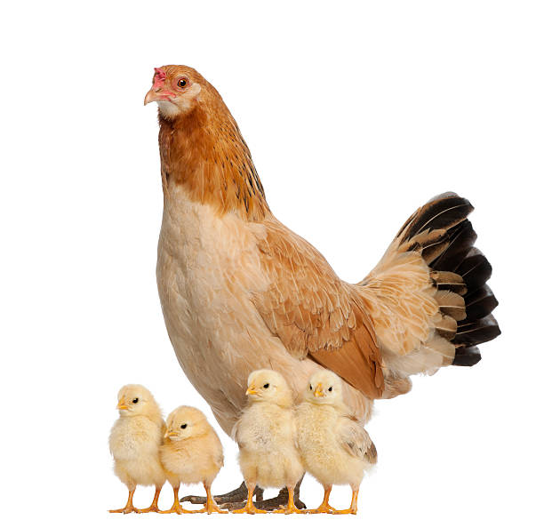 gallina con los pollos contra fondo blanco - pollito fotografías e imágenes de stock