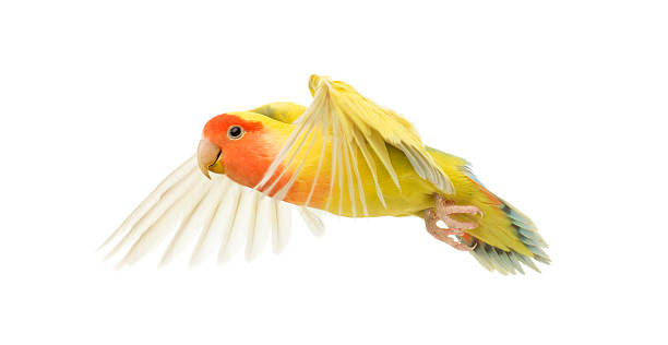 istock Rosy-faced Lovebird flying, Agapornis roseicollis 155253707