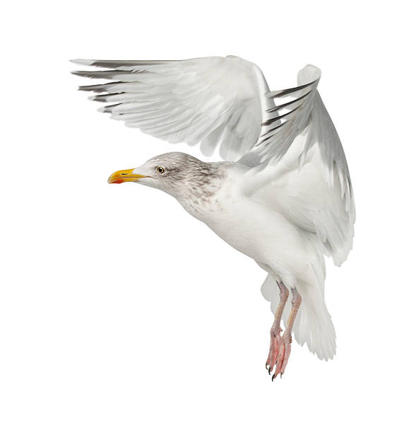 istock European Herring Gull, Larus argentatus, 4 years old, flying 155253726