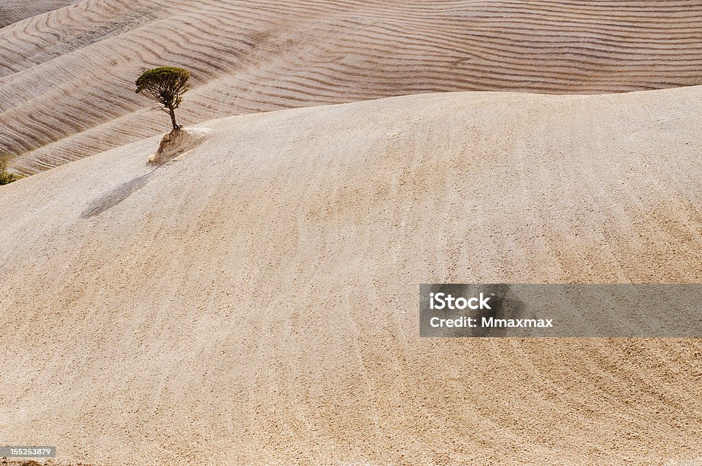 Albero di cancellazione - Foto stock royalty-free di Albero