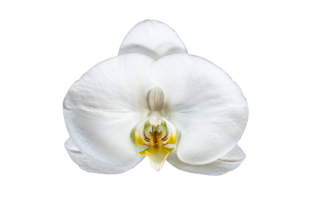 Macro top view of white Phalaenopsis orchid flower isolated on white background. Detail of a white flowering houseplant orchid with yellow lips.