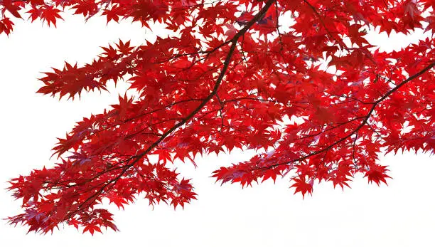 Bright red maple leaf on a white background.