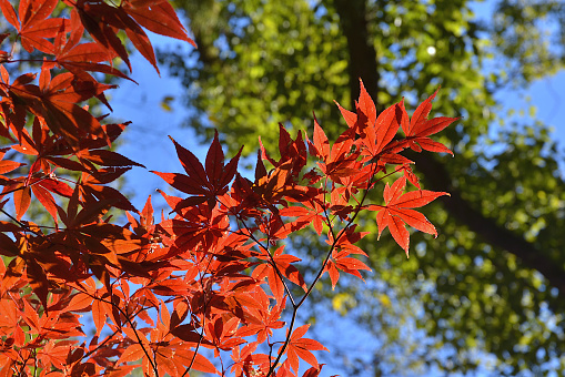 Red maple leaves with green leaves different colors during autumn.