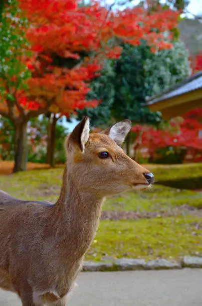 A young deer stands in a park where maple leaves are turning beautifully in Autumn in Japan.