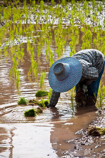 istock Farmers working planting rice in the paddy field 155255344