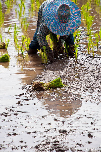 istock Farmers working planting rice in the paddy field 155255345