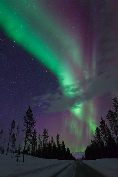 Aurora Borealis over pine trees in Arctic Sweden The northern lights near Kiruna in Arctic Sweden sommaroy stock pictures, royalty-free photos & images