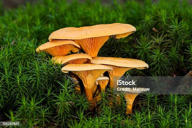 Velvet Stopy - zdjęcia stockowe i więcej obrazów Bez ludzi - Bez ludzi, Fotografika, Grzyb jadalny