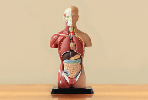Anatomía humana modelo en la tabla photo