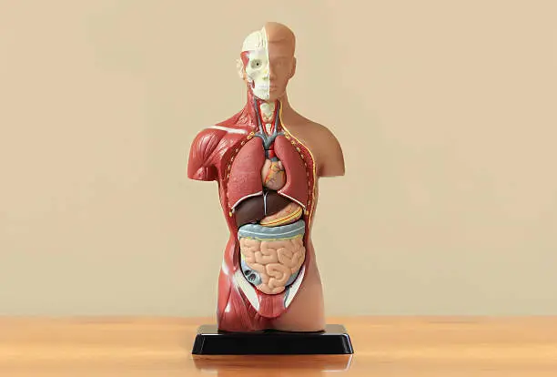 Photo of Human anatomy display on wooden table