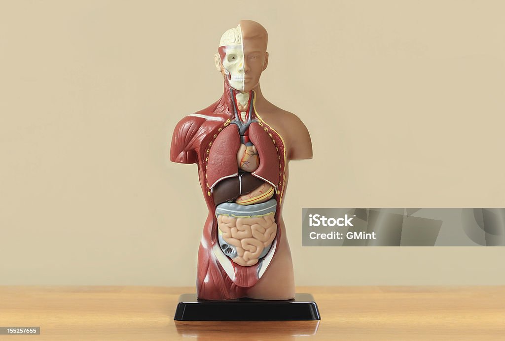 Human anatomy display on wooden table - 免版稅人體圖庫照片