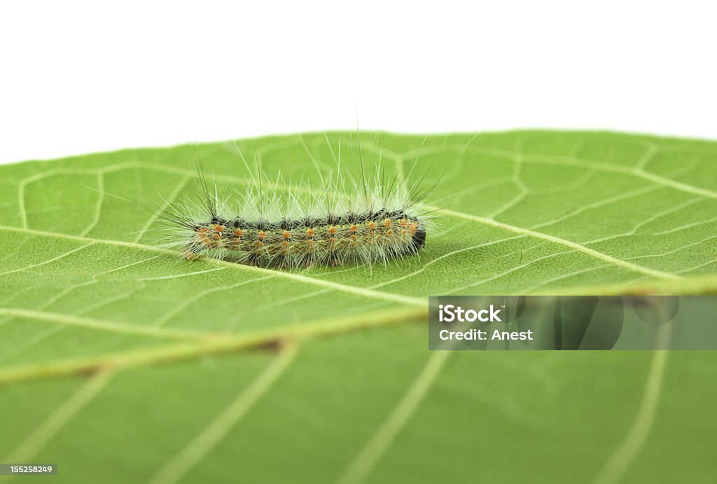 Shaggy Hyphantria cunea larva - Foto de stock de Animal libre de derechos