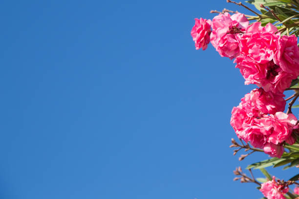 Blooming pink oleander flowers or nerium in garden, on the background blue bright sky. Frame and background to insert text and images. Natural summer and spring background.
