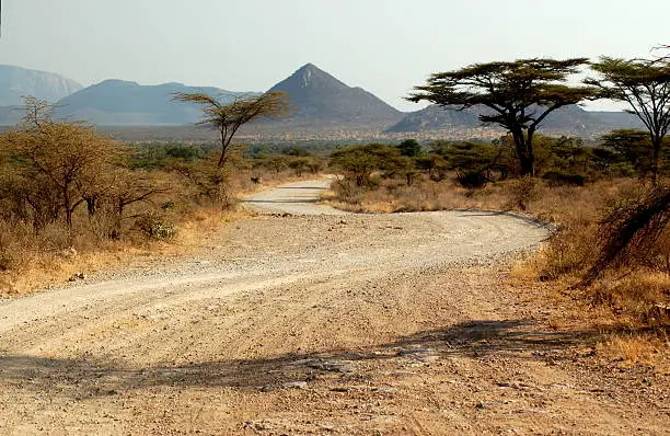 Photo of Thorn Trees