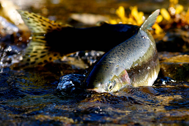 A salmon fights to swim upstream as the tide goes out.