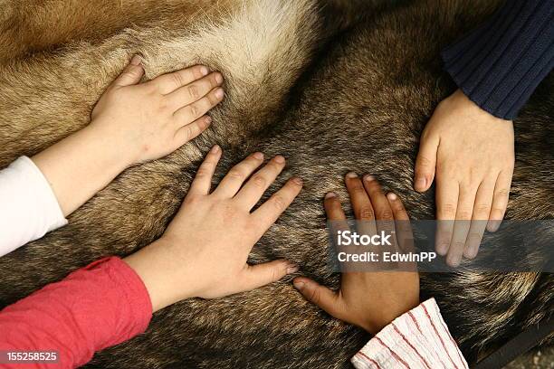 Diversità E Inclusione - Fotografie stock e altre immagini di Accarezzare un animale - Accarezzare un animale, Animale da compagnia, Cane