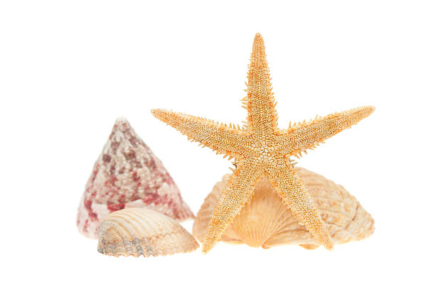 istock sea shell and starfish on sand isolated 155258567
