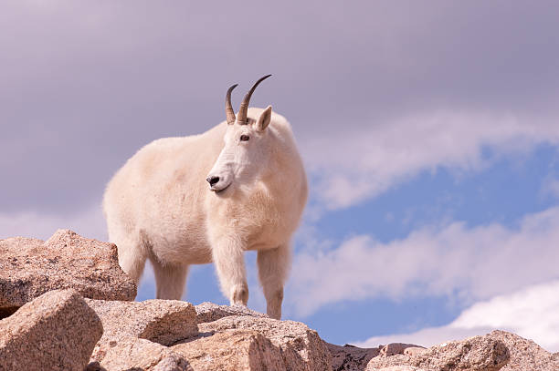 istock Closeup of a mountain goat. 155259227