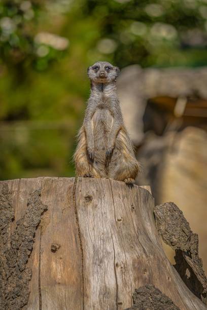 istock Adorable small meerkat standing atop a tree stump. 1552595621