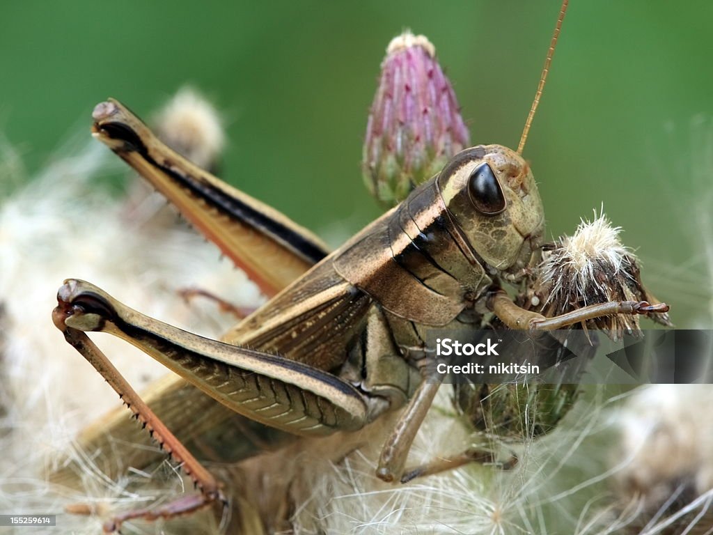 image de Macro Sauterelle - Photo de Faune libre de droits