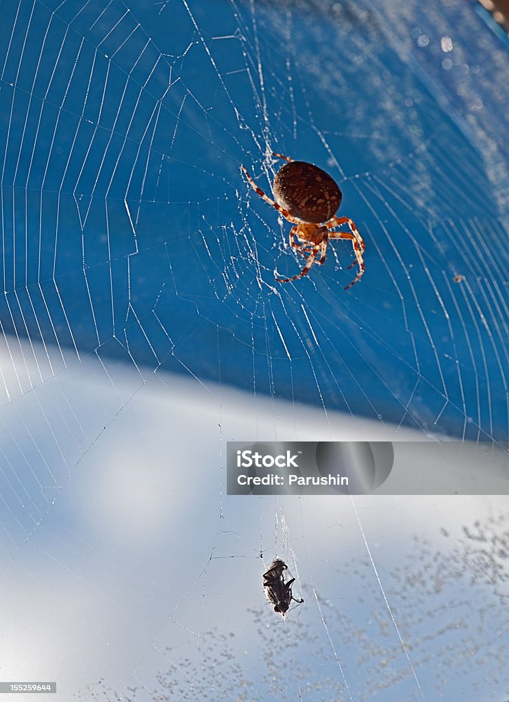spider с поймал fly - Стоковые фото Безпозвоночное роялти-фри