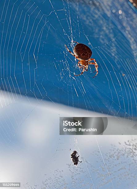 Spider С Поймал Fly — стоковые фотографии и другие картинки Безпозвоночное - Безпозвоночное, Вертикальный, Волосы животного