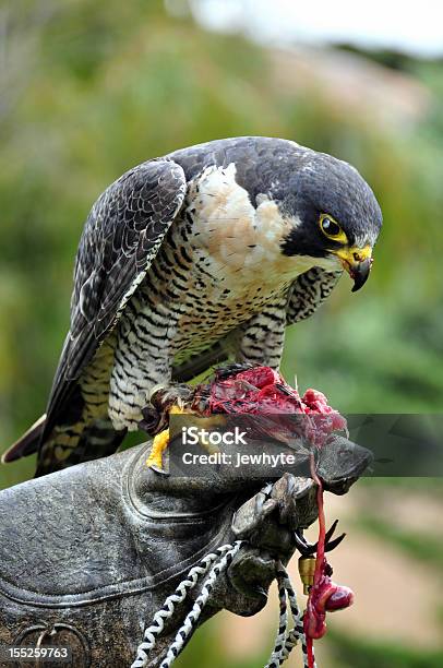 Peregrine Falcon Stock Photo - Download Image Now - Animal Blood, Animals  Hunting, Bird - iStock