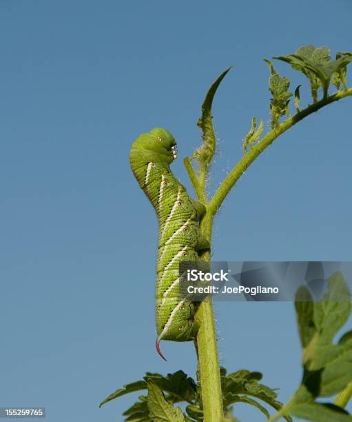 Jardim Praga Em Uma Planta De Tomate - Fotografias de stock e mais imagens de Agricultura - Agricultura, Ao Ar Livre, Caule de planta