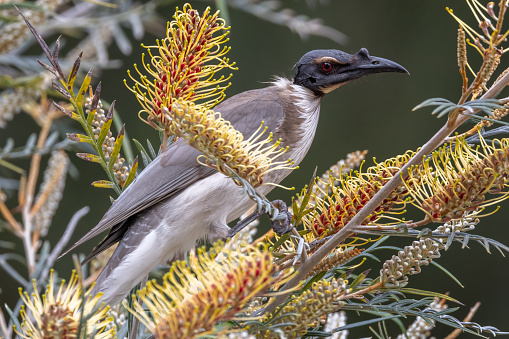 Noisy Friarbird (Philemon corniculatus) close-up while feeding on Grevillea, native Australian flowers. Photo taken in Dubbo, New South Wales, Australia.