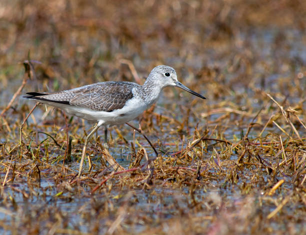 istock Common Greenshank, Tringa nebularia 1552602025