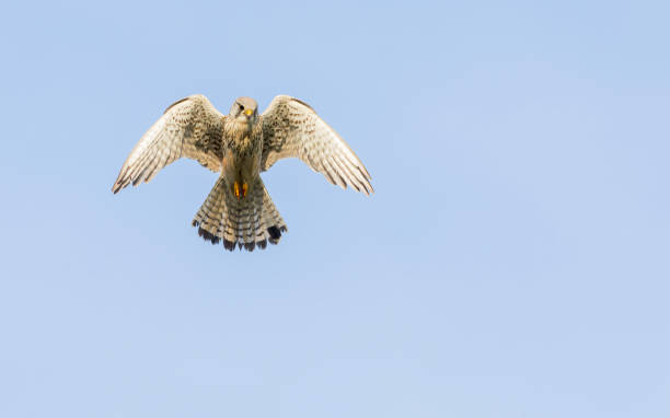 istock Eurasian Kestrel, Falco tinnunculus 1552602101