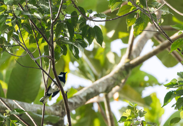 istock Kolombangara Monarch, Symposiachrus browni browni 1552602193
