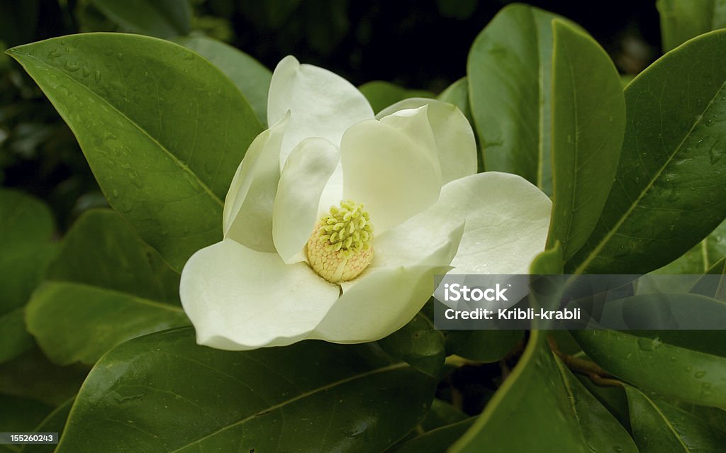 Flor de Magnolia - Foto de stock de Abierto libre de derechos