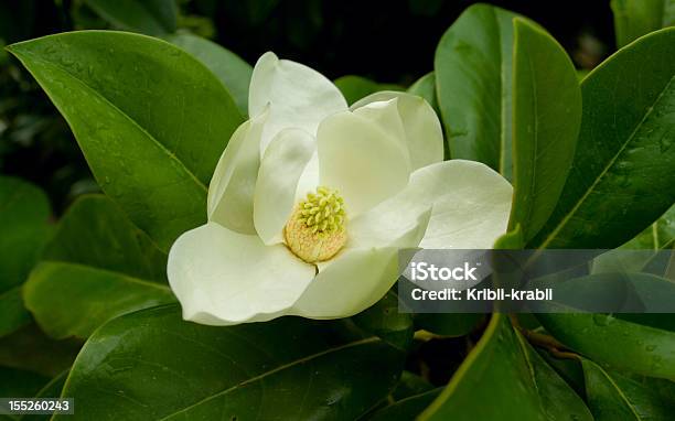 Flor De Magnolia Foto de stock y más banco de imágenes de Abierto - Abierto, Aire libre, Amarillo - Color