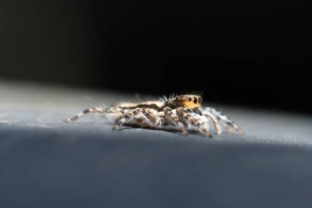 istock macro photo of spider jumping on 1552603767