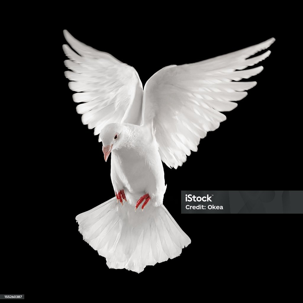 집비둘기 - 로열티 프리 검정색 배경 스톡 사진