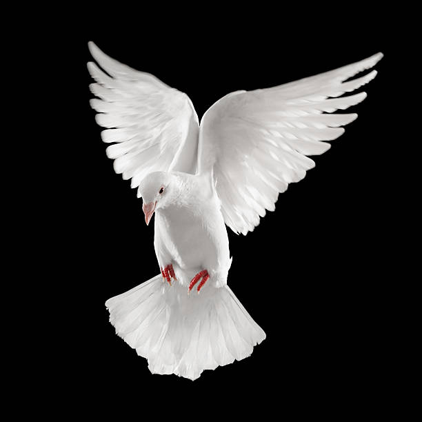 istock White dove spreading wings and soaring 155260387