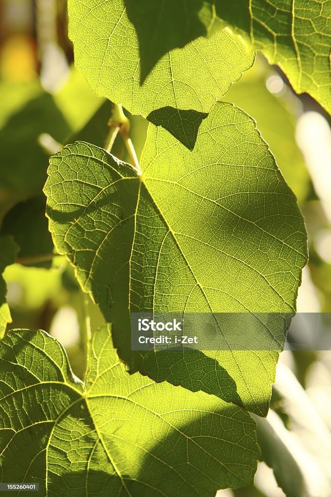 ブドウの葉のバック太陽の光 - つる草のロイヤリティフリーストックフォト
