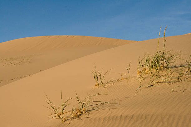 istock Scarse vegetation in the desert 155260409