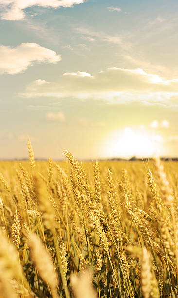 istock Field of golden wheat at sunset 155260662
