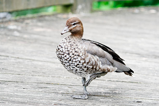 A female Australian Wood Duck standing on one leg
