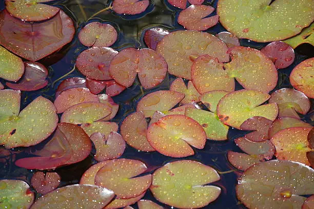 Garden pond filled with lilypads