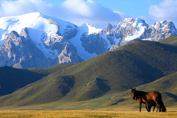 istock Horse walking a trail in the mountains 155261000