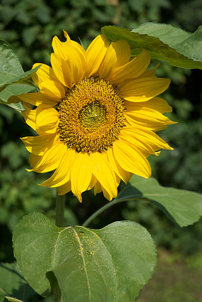 sunflowers stock photo