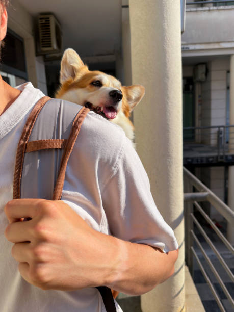 istock A Man with dog Welsh Corgi Pembroke in a special backpack 1552611399