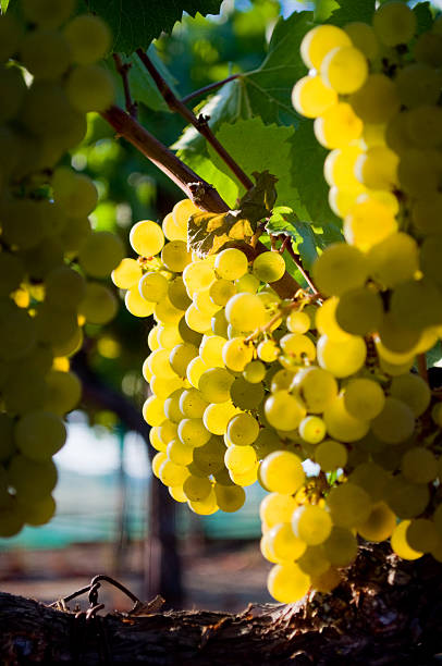 Mature white wine grapes stock photo