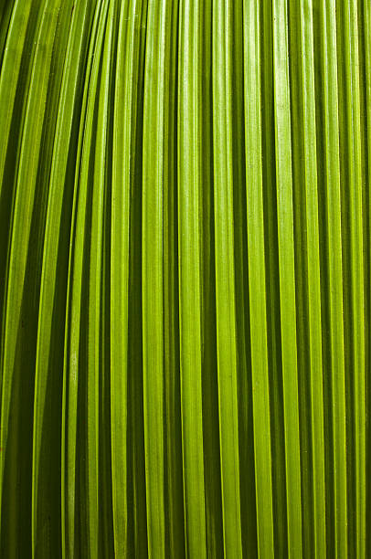 Palm Leaf Tropical Background stock photo