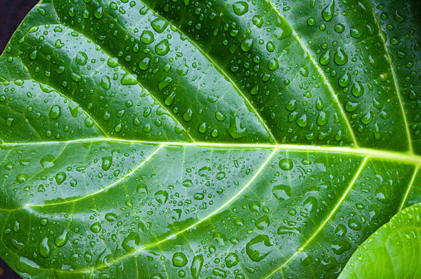 Leaf Background with Rain drops stock photo