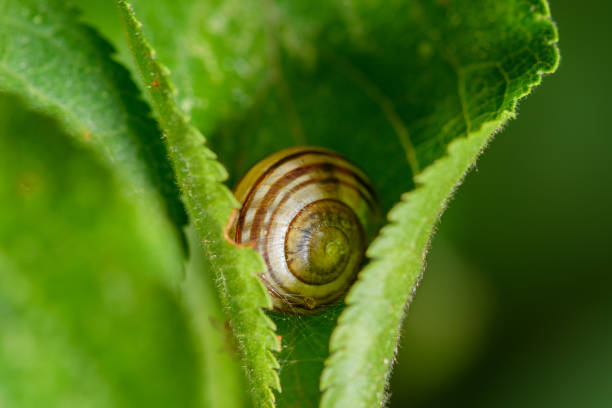 snail in a shell hiding in a currant leaf in the garden, closeup