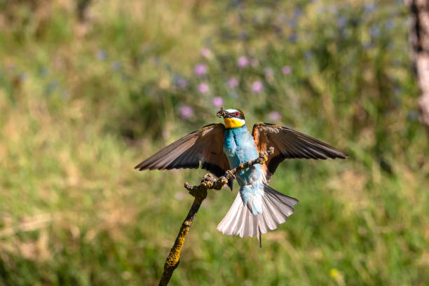 istock European bee-eater (Merops apiaster) with an insect in the beak, Danube Delta, Romania 1552612971